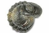 Wide Enrolled Austerops Trilobite - Morocco #310764-1